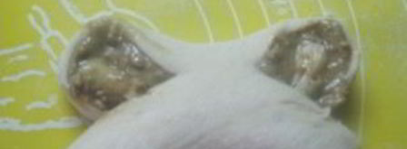 булочки облитые халвой. Шаг 11