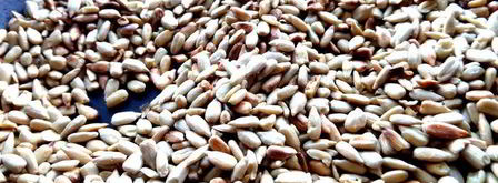 домашняя армянская халва. Шаг 8