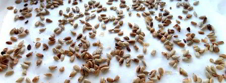 домашняя армянская халва. Шаг 9