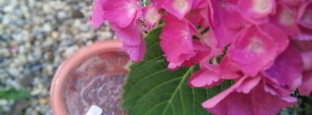 мармелад из ревеня и клубники с мятой. Шаг 11