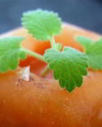 Абрикосовый щербет