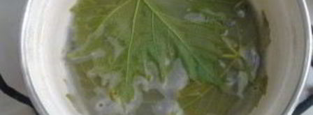 голубцы из виноградных листьев. Шаг 4