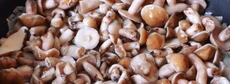 маслята жареные в сметане. Шаг 8