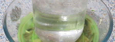 соленые шампиньоны. Шаг 4