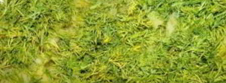 запеченные подберезовики. Шаг 4