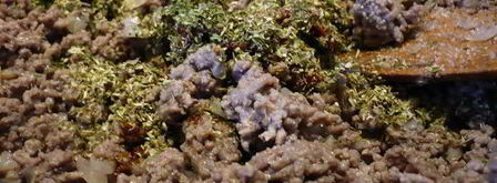 лазанья по-турецки. Шаг 11