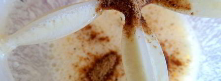 картофель по-французски. Шаг 14