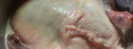 начиненная курица тутырган-таук. Шаг 8