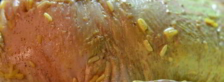 пекинская уточка карри, фаршированная рисом, сыром и грибами. Шаг 17