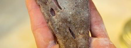 печень по-венециански. Шаг 8