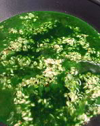 Огуречное ризотто