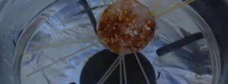 осьминожки из тефтелек и спагетти. Шаг 6