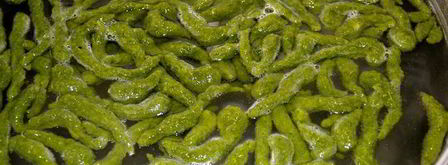 тирольские клецки со шпинатом. Шаг 15