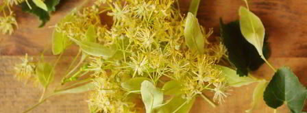 чай из липы. Шаг 3