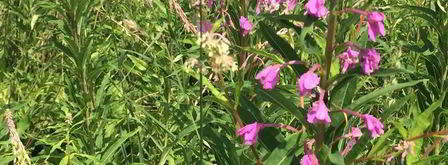 чай кипрей. Шаг 3