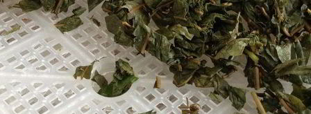 чай кипрей. Шаг 12