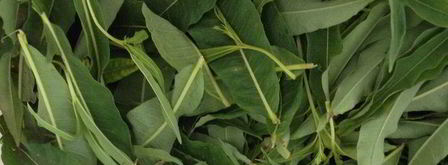 чай кипрей. Шаг 4