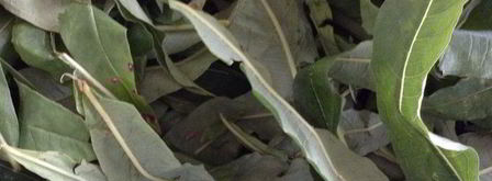 чай кипрей. Шаг 5