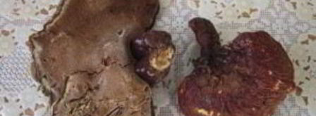 зеленый чай с грибом рейши. Шаг 3