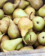 Домашнее вино из груш