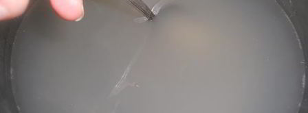 кисель из ревеня. Шаг 5