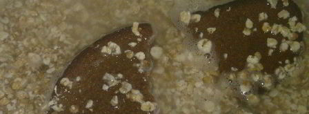 овсяный кисель. Шаг 4