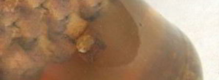 квас из бородинского хлеба без дрожжей. Шаг 8