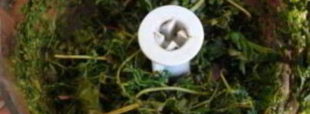 квас из виноградных листьев. Шаг 3