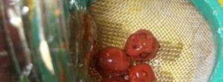 вишневый ликер. Шаг 6