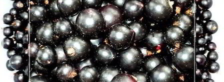 наливка черносмородиновая. Шаг 3