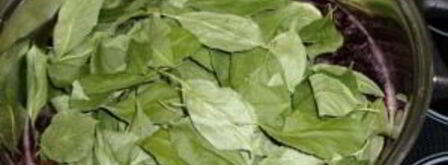 наливка из черноплодной рябины. Шаг 4