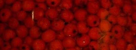 рябиновая наливка. Шаг 28