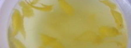 лимонная настойка на спирту. Шаг 4