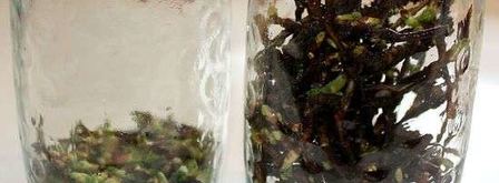 настойка на смородиновых почках. Шаг 13