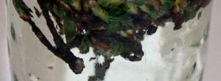 настойка на смородиновых почках. Шаг 17