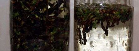 настойка на смородиновых почках. Шаг 21