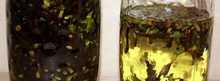 настойка на смородиновых почках. Шаг 24