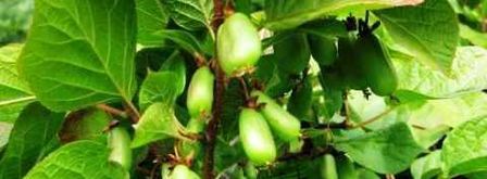 коктейль фруктовый смузи. Шаг 3