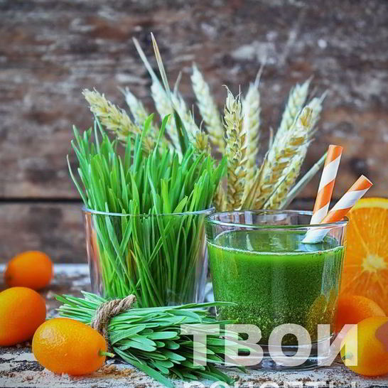 Рецепт сока из ростков пшеницы