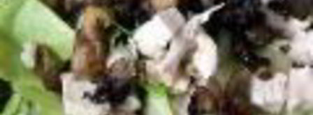 грибной взрыв — салат цезарь по-русски. Шаг 7