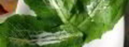 салат цезарь в минималистическом стиле. Шаг 6