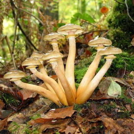 Рецепт маринованных опят с маринаде с корицей