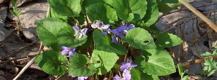 песто с крапивой. Шаг 7