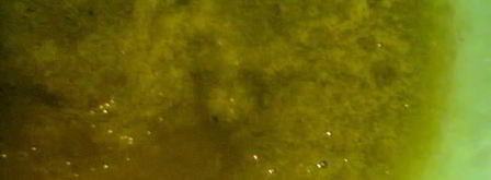 соус зеленый ткемали. Шаг 7