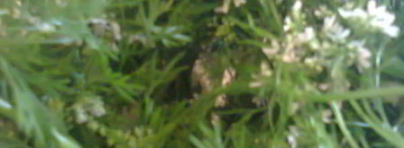 соус зеленый ткемали. Шаг 9