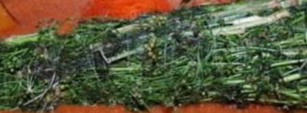 ткемали из слив на зиму. Шаг 10