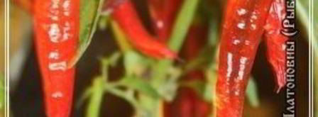 харчо из рыбы по принципу сулаквелидзе. Шаг 20