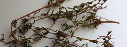 суп с белыми грибами и пастой стеллине. Шаг 7