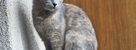 овощной сырный суп. Шаг 13