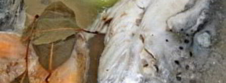 уха из красной рыбы. Шаг 3